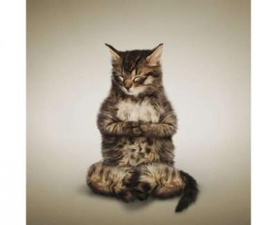 Прикрепленное изображение: cat_ohm.jpeg